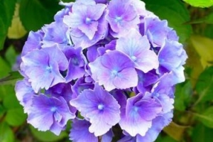 Comment planter des boutures d'hortensia