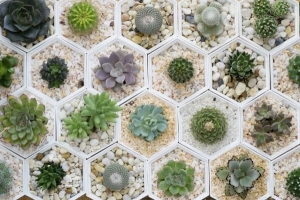 Comment planter des plantes succulentes dans des conteneurs