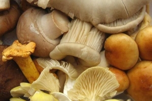 Comment conserver les champignons