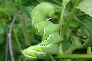 Comment empêcher les sphinx d'attaquer les plants de tomates