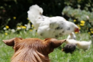 Comment empêcher mon chien d'attaquer les poulets