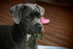 Comment empêcher mon chien de manger des déchets