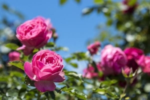 Comment propager des roses à partir de boutures