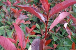 Comment tailler un rouge-gorge photinia