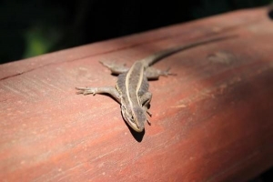 Comment repousser les lézards de votre maison