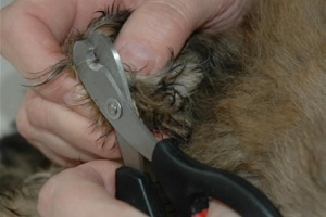 Comment couper en toute sécurité les ongles d'un lapin à la maison