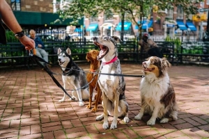 Comment démarrer une entreprise de promenade de chiens