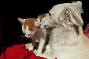 Comment empêcher un chien d'attaquer un chat