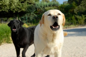 Comment empêcher un chien d'aboyer au facteur