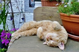 Comment empêcher les chats de sauter sur les tables