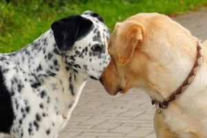 Comment empêcher mon chien d'attaquer d'autres chiens