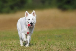 Comment empêcher mon chien de s'enfuir sans laisse