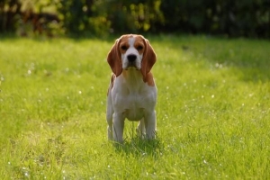 Comment empêcher mon chien de perdre autant de poils