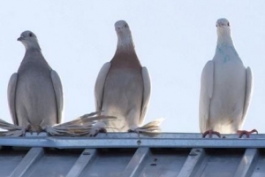 Comment empêcher les pigeons de venir sur votre toit