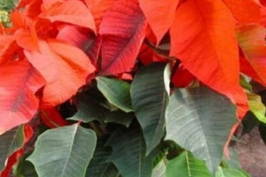 Comment prendre soin d'un poinsettia après noël