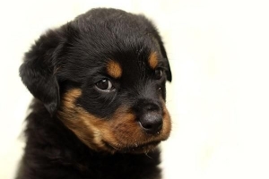 Comment prendre soin d'un rottweiler