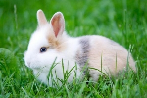 Comment savoir si mon lapin est un mâle ou une femelle