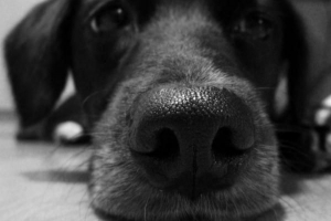 Comment savoir si votre chien a de la fièvre