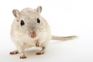 Comment savoir si votre hamster a des acariens