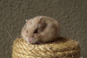 Comment savoir si votre hamster a froid