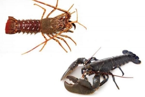 Comment faire la différence entre les écrevisses et le homard