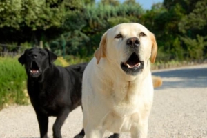 Comment dresser un chien à ne pas mordre