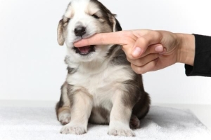 Comment entraîner mon chiot à ne pas mordre