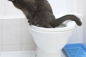 Comment apprendre à votre chat à utiliser les toilettes