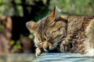 Comment traiter un chat empoisonné