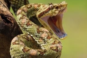 Comment traiter une morsure de serpent dans la nature en inde