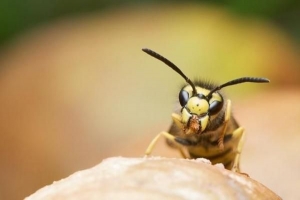 Comment traiter une piqûre de guêpe