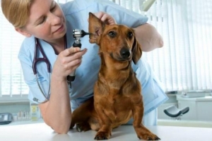 Comment traiter l'otite canine ou l'infection de l'oreille