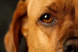 Comment traiter les cataractes chez les chiens