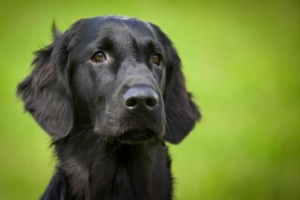 Comment traiter la teigne chez les chiens naturellement