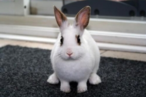 Comment comprendre mon lapin