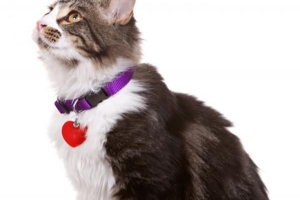 Est-il sûr de mettre un collier sur un chat?