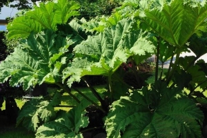 Plantes à grandes feuilles pour l'extérieur et l'intérieur