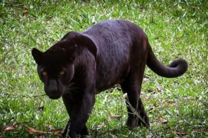 Signification de l'animal spirituel de la panthère noire