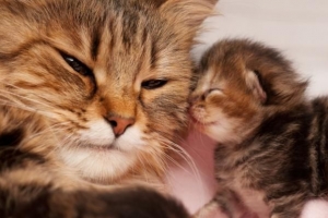 Noms des animaux femelles et de leurs petits