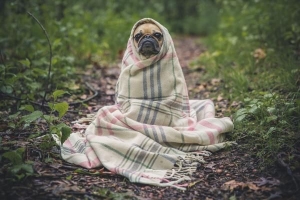 Dois-je couvrir mon chien avec une couverture?