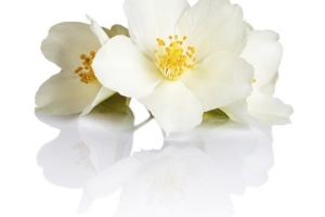 Signification symbolique et spirituelle des fleurs de jasmin