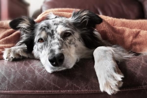 Symptômes de la fièvre pourprée des montagnes rocheuses chez le chien