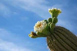 Le meilleur cactus à cultiver à la maison