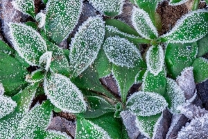 Les meilleures plantes résistantes au froid pour les jardins et les pots