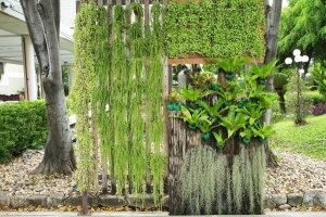 Les meilleures plantes pour un jardin vertical