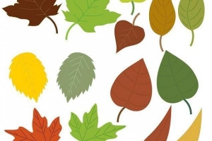 Les différentes marges de feuilles et leurs noms