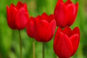 La signification symbolique des tulipes rouges