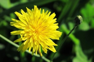 La signification symbolique des fleurs jaunes