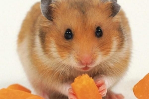 Légumes que les hamsters peuvent manger