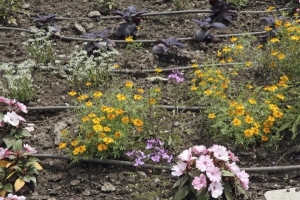 Quels sont les avantages de l'irrigation goutte à goutte